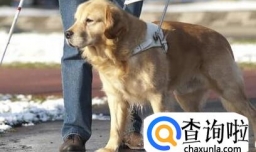 导盲犬为什么不能摸