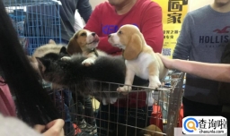 三大宠物市场在哪里