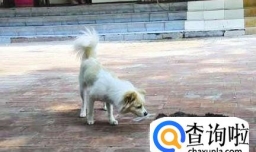 狗狗被车撞死了如何理赔