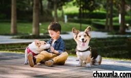 养宠物有哪些缺点