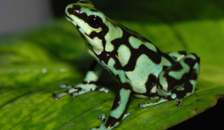 两栖动物有哪些