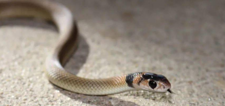 关于蛇的成语大全