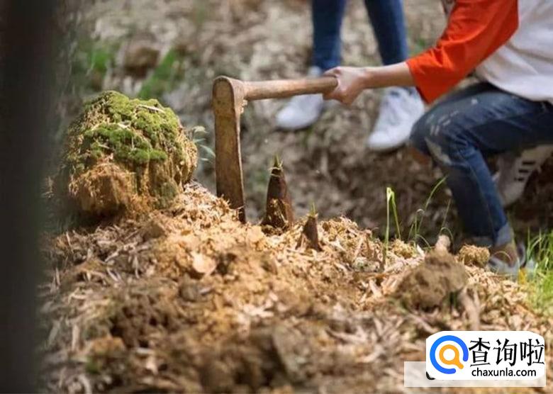 竹笋挖回来怎么处理才能吃的放心