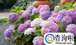 无尽夏绣球养护