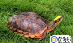 乌龟感冒了怎么办,乌龟感冒自己会好吗