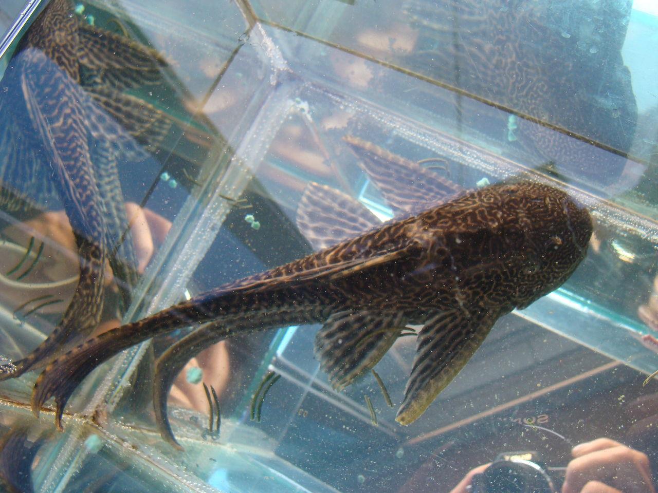 清道夫鱼为什么不能吃