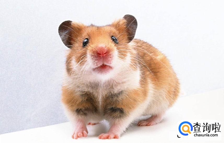 家进老鼠了怎么消灭老鼠