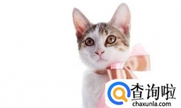 猫咪不黏人应该怎么办？