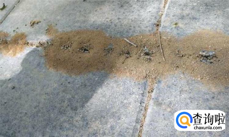 蚂蚁洞口怎么辨别方向