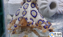 蓝环章鱼煮熟了能吃吗