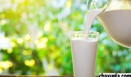 纯牛奶喝了会长胖吗