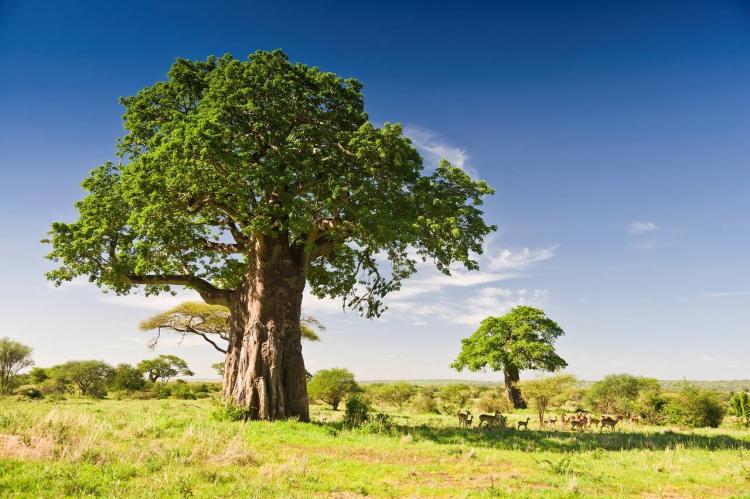 树木为什么到一定高度就不长了