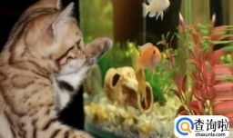 养鱼只是个爱好有哪些注意事项