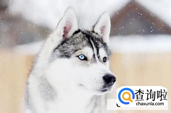 哈士奇为什么不能剃毛