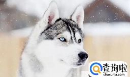 哈士奇为什么不能剃毛