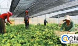 乡村经济要怎样发展？