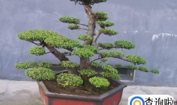 榆树盆景怎样种植