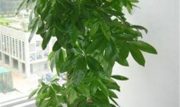 发财树怎样“编辫子”