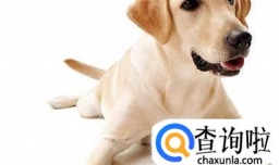 小狗不愿意关笼子老叫怎么办