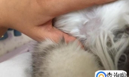 猫大片掉毛是什么原因，猫掉一块毛是什么原因