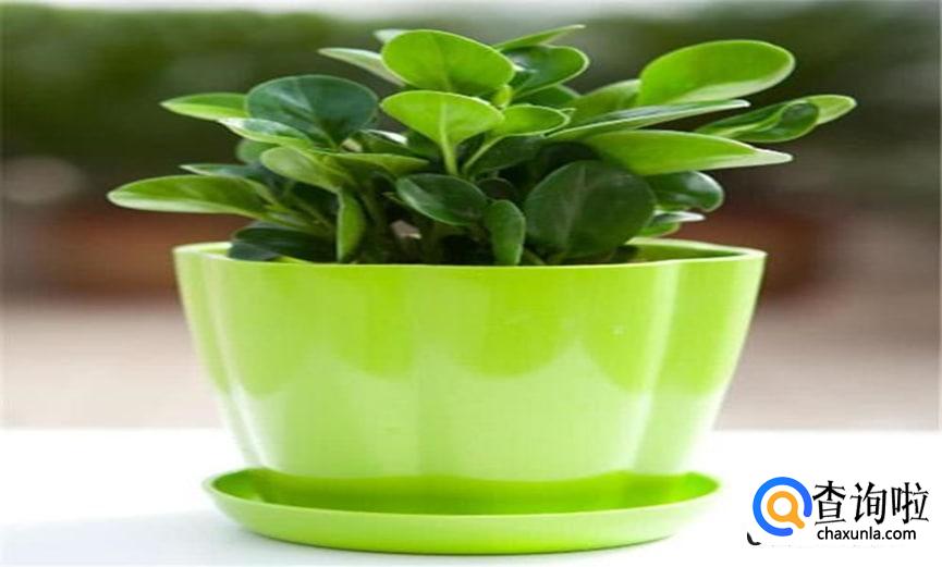 豆瓣绿怎么养合适