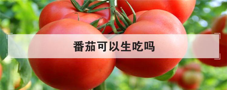 番茄可以生吃吗