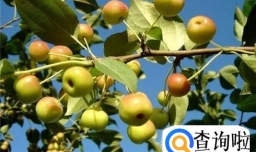 野果山丁子变小零食的吃法