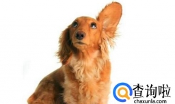 狗狗耳朵发炎怎么办？