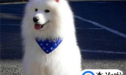 萨摩耶怎么训练大小便