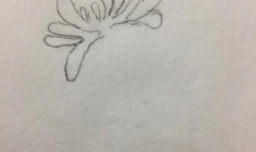 花的画法——菊花的画法