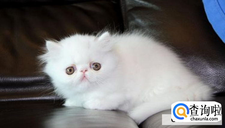 五个月的小猫被配了怎么办