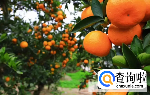 培育柑橘如何才能够有个好的产量