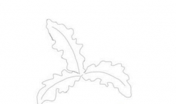 蒲公英的简笔画