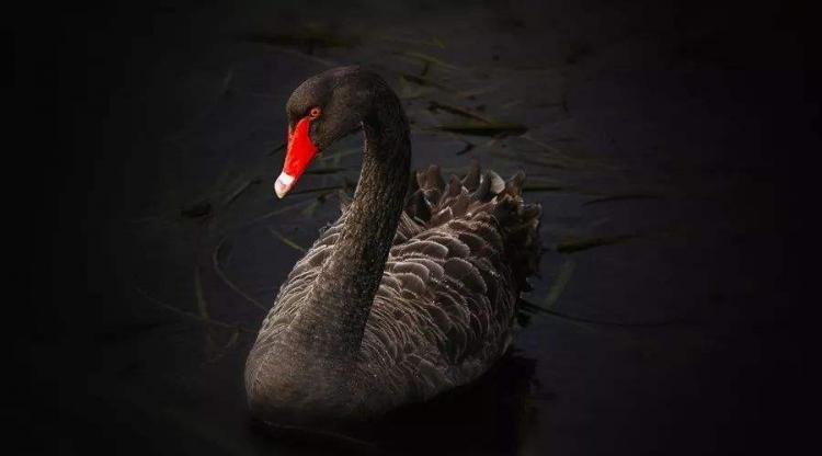 黑天鹅事件是什么意思