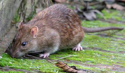 鸡毛蒜皮是指什么动物