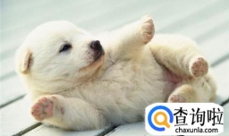 狗狗脚受伤的正确处理方法