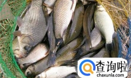 冬季钓鲫鱼的饵料怎么做