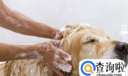 怎样除掉小狗身上的跳蚤？