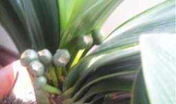 君子兰的花开败怎么处理