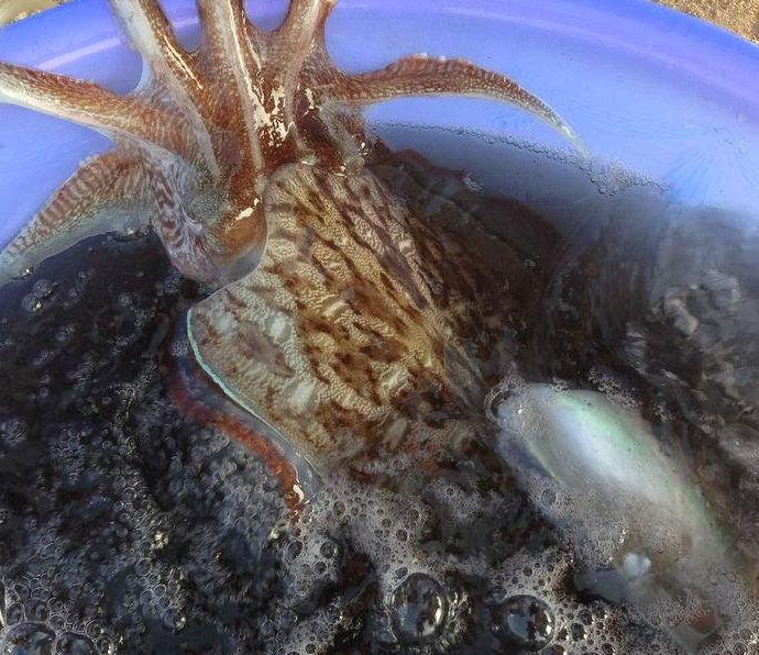 为什么乌贼会喷墨汁