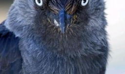 寒鸦吃什么食物