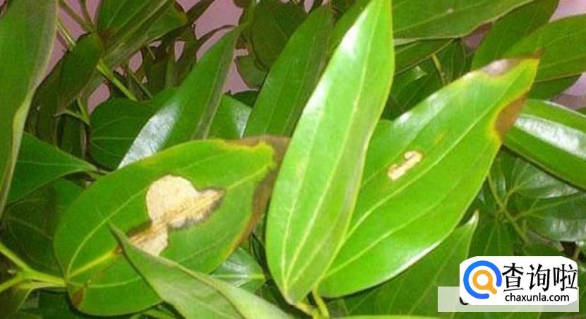 平安树怎么养殖