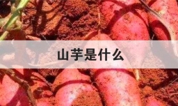 山芋是什么
