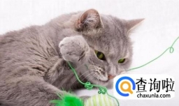 如何吸引猫咪（野猫）的注意