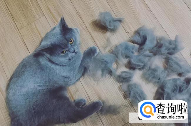 防止猫脱毛有什么办法