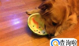 狗狗乱捡东西吃怎么办