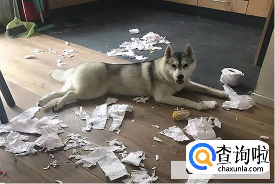 哈士奇都会拆家吗
