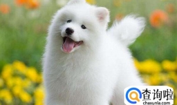 养萨摩耶一个月花销情况，养萨摩耶要注意什么