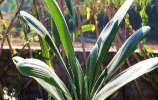 君子兰如何修剪才正确