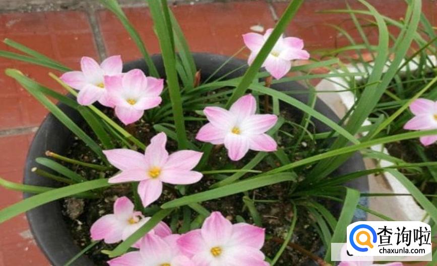 花苞怎么样才能快速开花